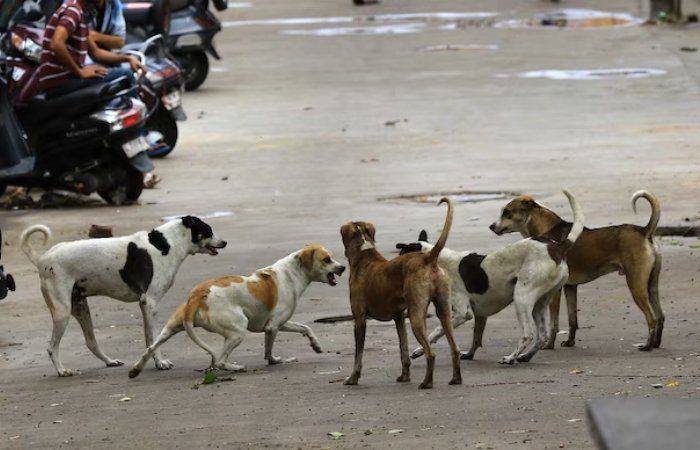 Supreme Court Stray Dog Crackdown as Much-Needed Relief